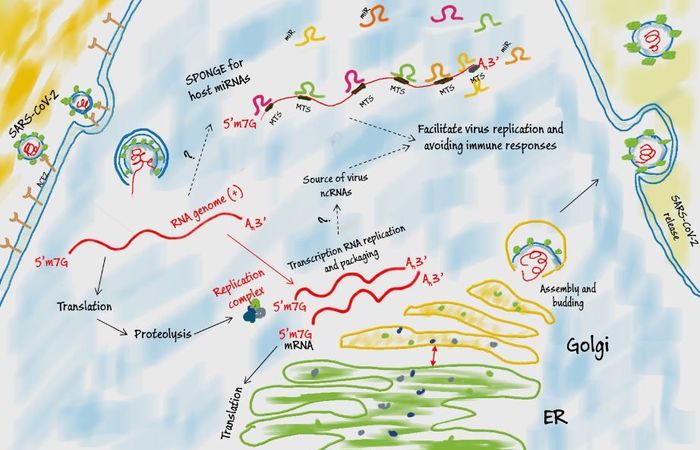 International publication on SARS-CoV-2 infectivity
